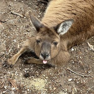 Kangaroo Island kangaroo (Macropus fuliginosus fuliginosus)