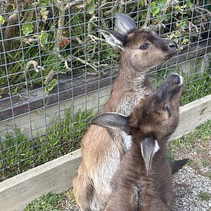 Kangaroo Island kangaroo (Macropus fuliginosus fuliginosus)