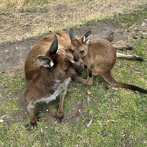 Kangaroo Island kangaroo (Macropus fuliginosus fuliginosus)