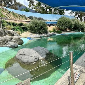 Little Blue Penguin Exhibit