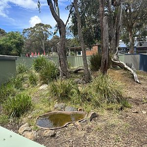 Lace Monitor Exhibit