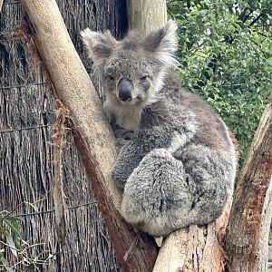Southern koala (Phascolarctos cinereus victor)