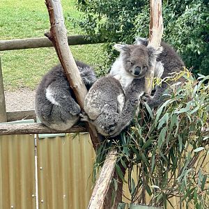 Southern koala (Phascolarctos cinereus victor)