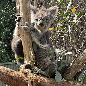Southern koala (Phascolarctos cinereus victor)