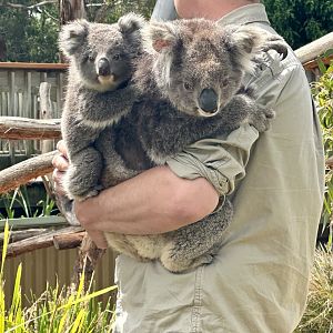 Southern koala (Phascolarctos cinereus victor)
