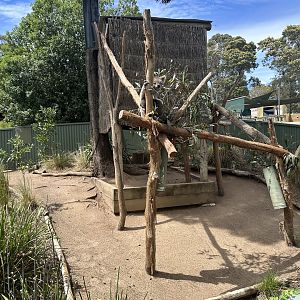Koala Exhibit