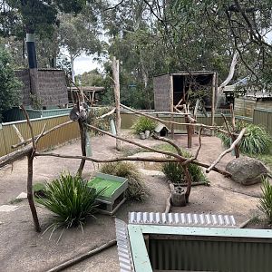Koala Exhibit