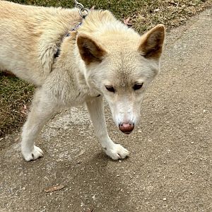 Dingo (Canis lupus dingo)