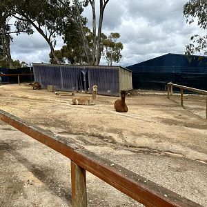 Alpaca Exhibit