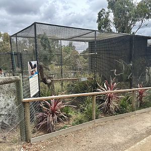 Red-tailed black cockatoo aviary