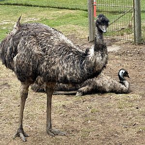 Emu (Dromaius novaehollandiae)