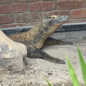 Komodo dragon (Varanus komodoensis)