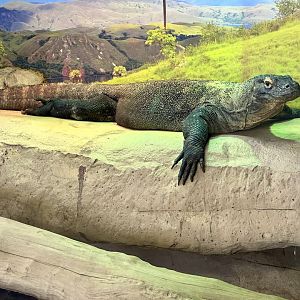 Komodo dragon (Varanus komodoensis)