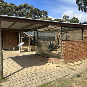 Rhinoceros Iguana House