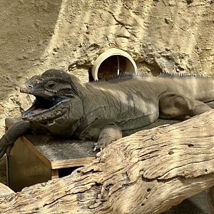 Rhinoceros iguana (Cyclura cornuta)