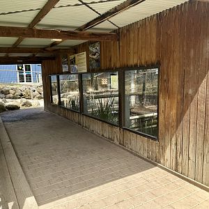 American Alligator House