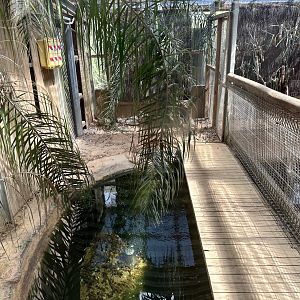 American Alligator Indoor Pool