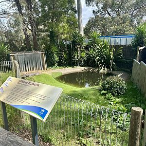 American Alligator Exhibit