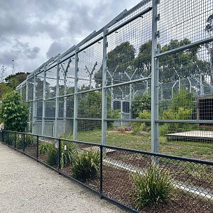 Sumatran Tiger Exhibit 3
