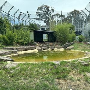 Sumatran Tiger Exhibit 1