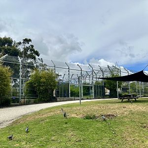 Sumatran Tiger Complex