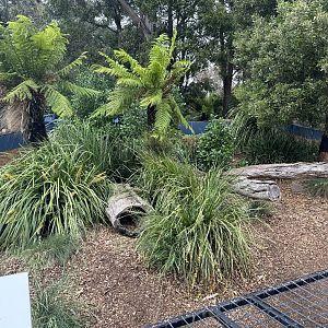 Tasmanian Devil Exhibit