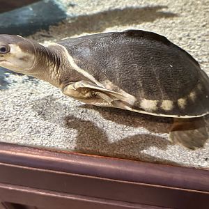 Pig-nosed turtle (Carettochelys insculpta)