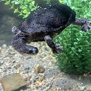 Eastern long-neck turtle (Chelodina longicollis)