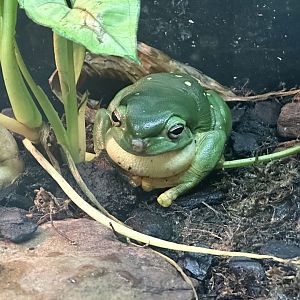 Magnificent frog (Litoria splendida)