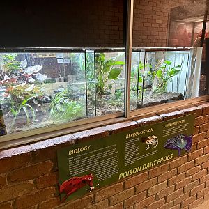Poison Dart Frog Tanks