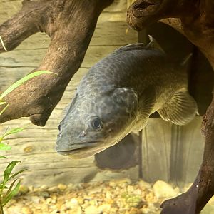 Murray cod (Maccullochella peelii)