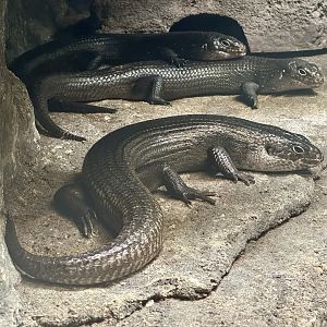 Land mullet (Egernia major)