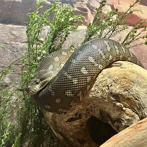 Centralian carpet python (Morelia bredli)