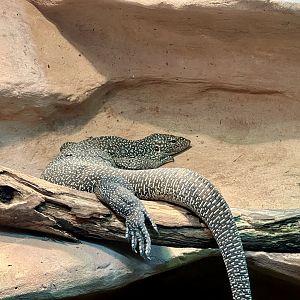 Mangrove monitor (Varanus indicus)