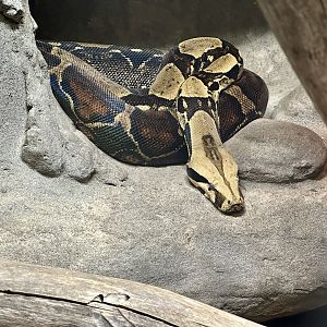 Red-tailed boa constrictor (Boa constrictor constrictor)