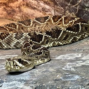 Eastern diamondback rattlesnake (Crotalus adamanteus)