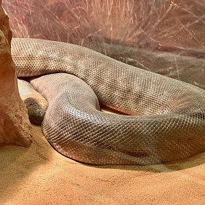 Woma python (Aspidites ramsayi)