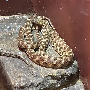 Brown tree snake (Boiga irregularis)