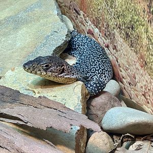 Rusty monitor (Varanus semiremex)