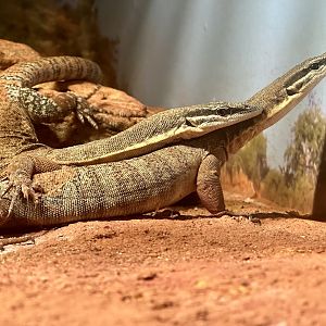 Kimberly rock monitor (Varanus glauerti)