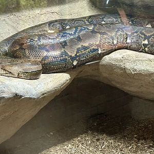 Reticulated python (Malayopython reticulatus)