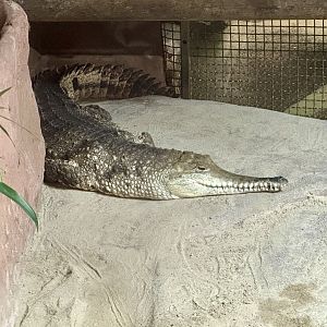 Freshwater crocodile (Crocodylus johnsoni)