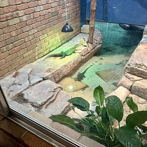 Merten’s water monitor (Varanus mertensi)