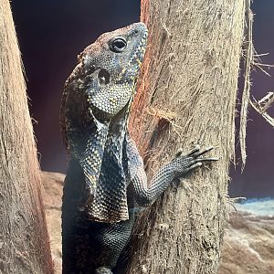 Frilled lizard (Chlamydosaurus kingii)