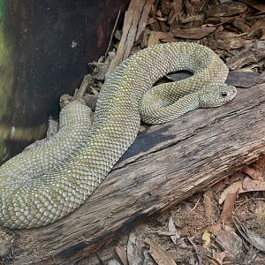 Uracoan rattlesnake (Crotalus vegrandis)