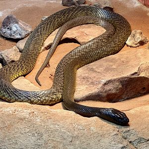 Inland taipan (Oxyuranus microlepidotus)