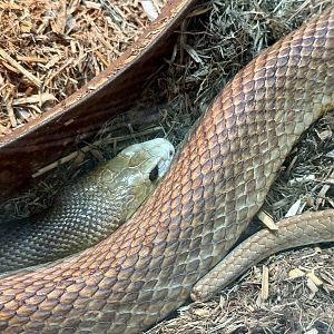 Coastal taipan (Oxyuranus scutellatus)