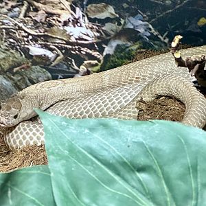 Monocled cobra (Naja kaouthia)