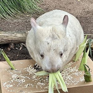 Golden Southern hairy-nosed wombat (Lasiorhinus latifrons)