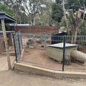 Wombat Exhibit